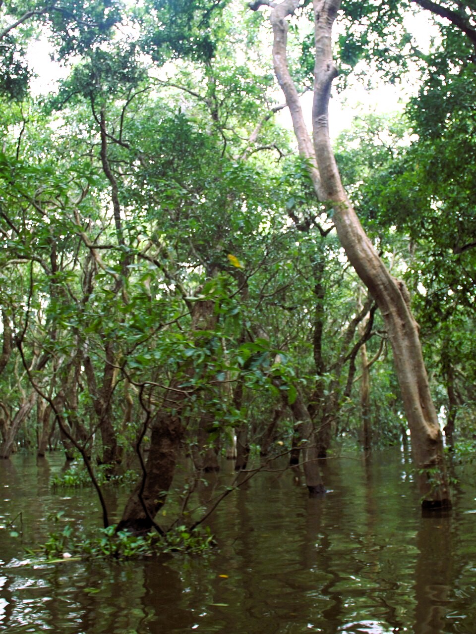 Tonle Sap Lake