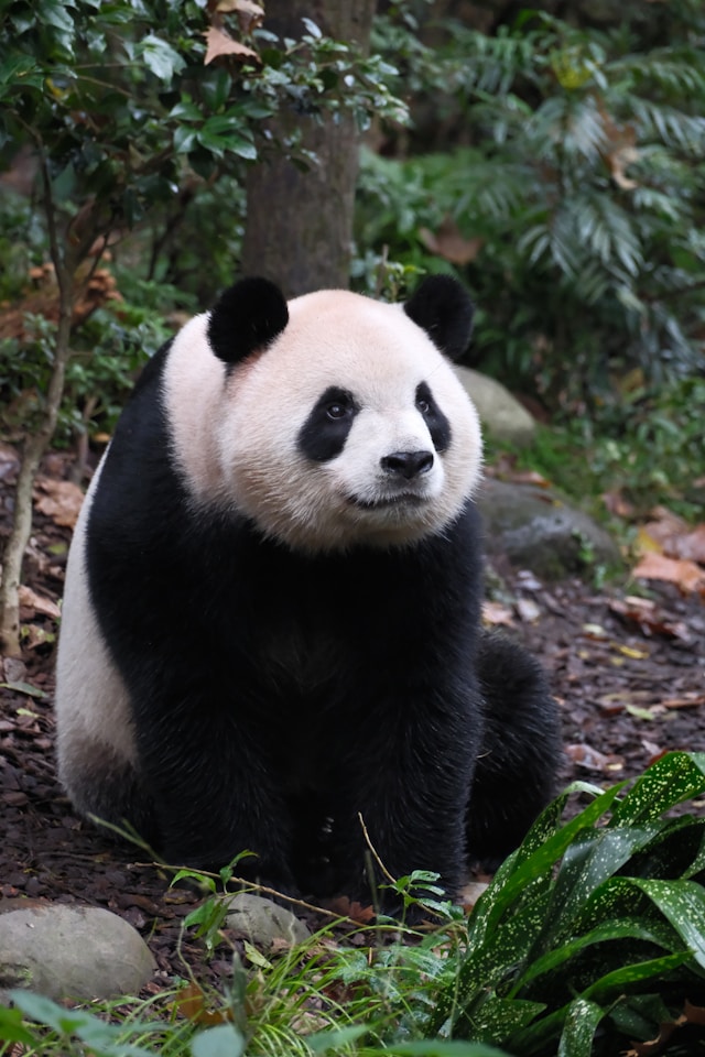 Chengdu's panda reserves
