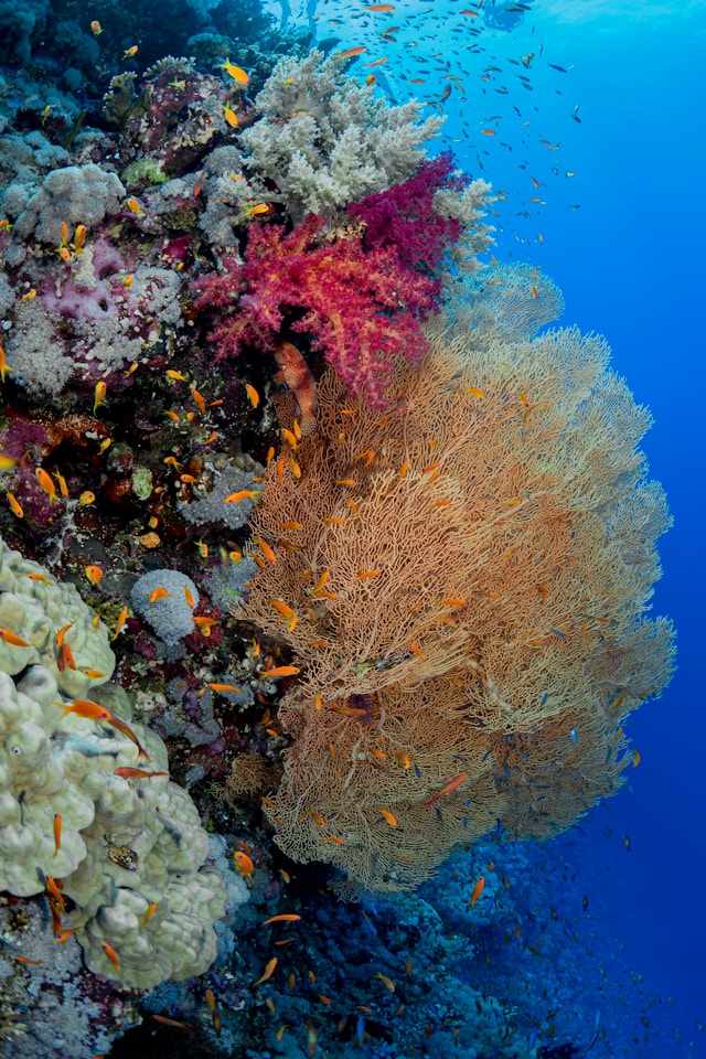 The Red Sea reefs