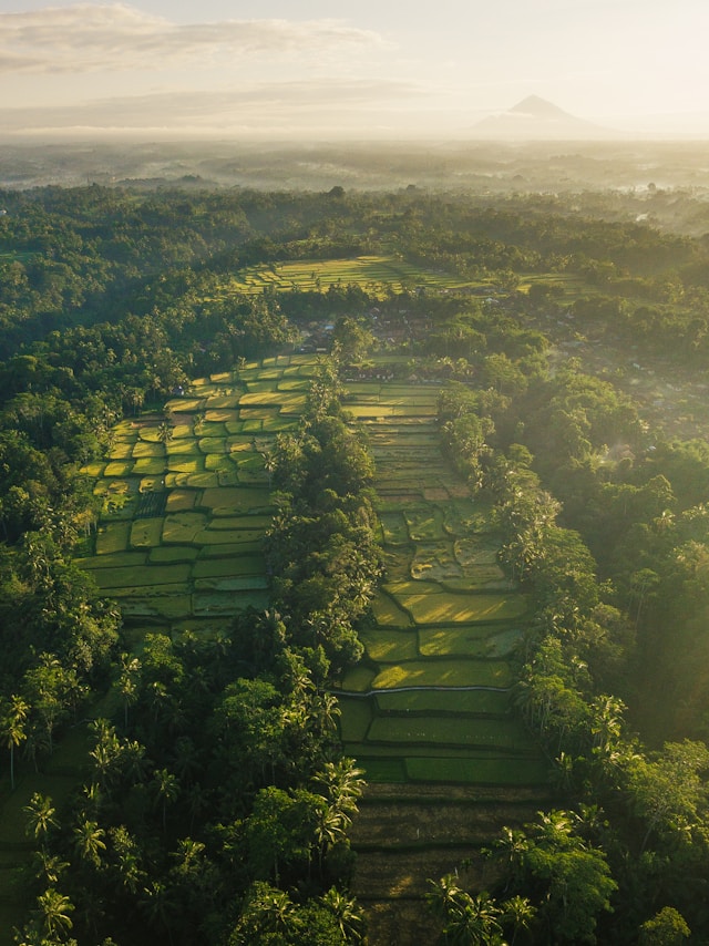 Ubud's rice terraces