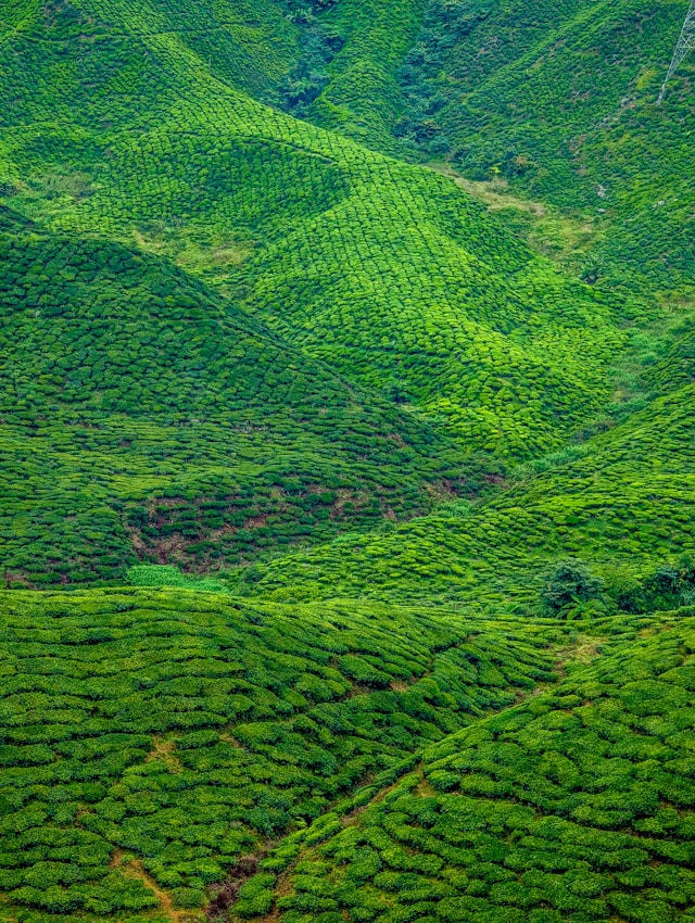 Cameron Highlands