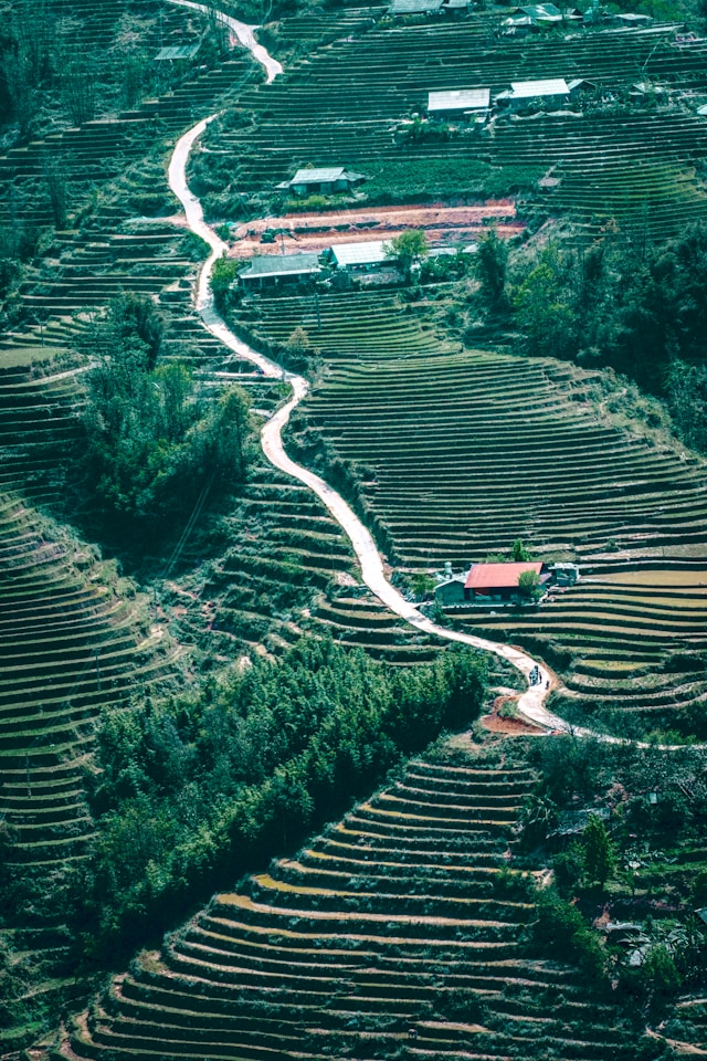 Sapa's rice terraces